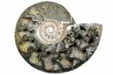 One Side Polished, Pyritized Fossil, Ammonite - Russia #174983-2